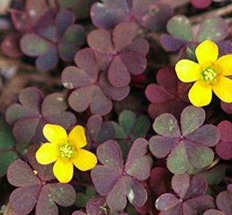 Tørkede blomster brukes som te. Friske blomster brukes i salater.