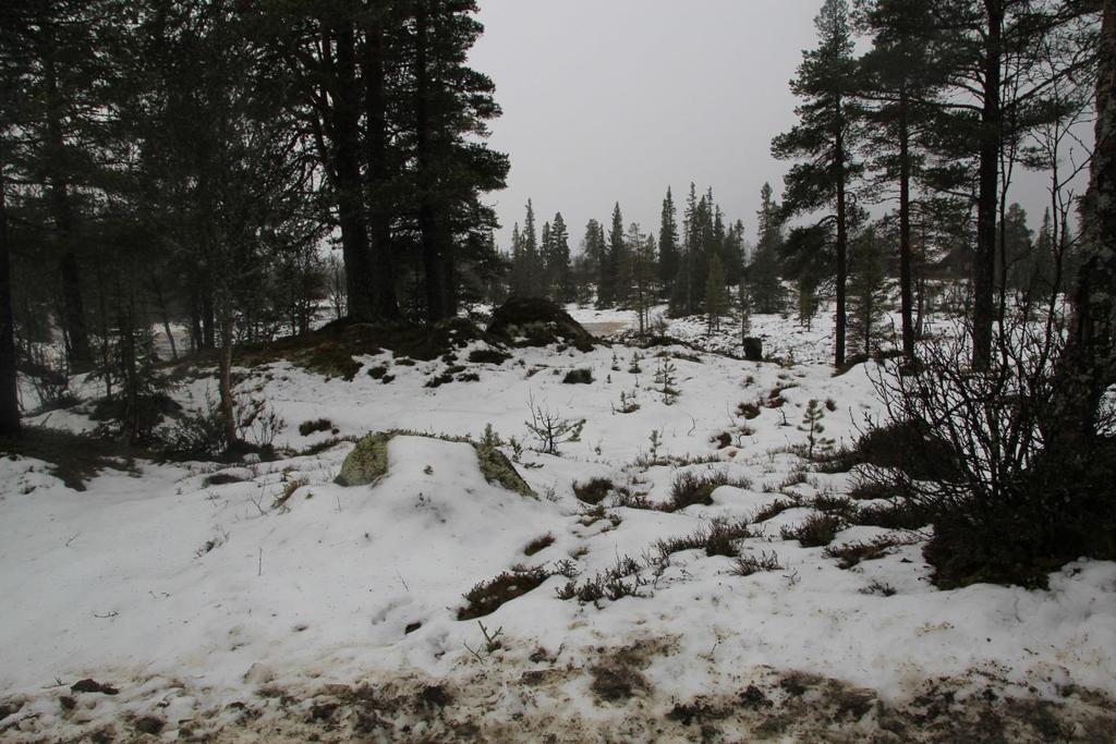 Planområdet er en del av et storskala landskap, beliggende langs veien gjennom Seterdalen i et nordsydlig landskapsrom. Terrenget er lett kupert, hellende terreng med bra solforhold og bra utsikt.