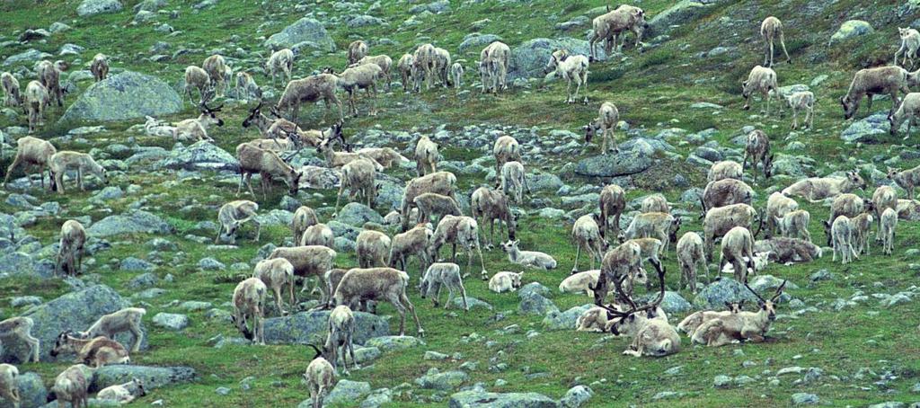 bekymra for rekrutteringa til den tradisjonelle haustingskulturen i fjellområda.