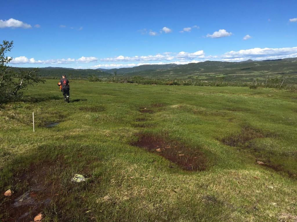 Lislevatn. Myrsnipe og symjesnipe er båe fåtallige hekkefuglar.