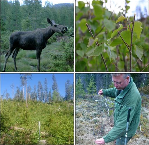 Foto: Faun Naturforvaltning AS Elgbeitetaksering i Søndre Land 2018 FAUN RAPPORT 28 2018 Viltforvaltning Morten Meland & Ole