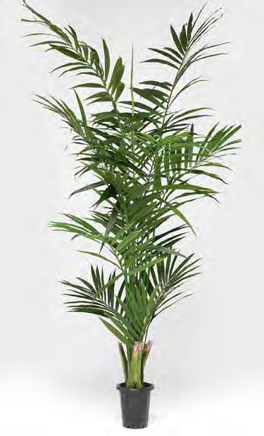 Kentia Palm 7338-110 H: 110 cm Pris: 820,- ART.