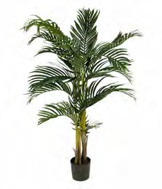 Kentia Palm 7203-240 H: 240 cm Pris: 3800,- ART.