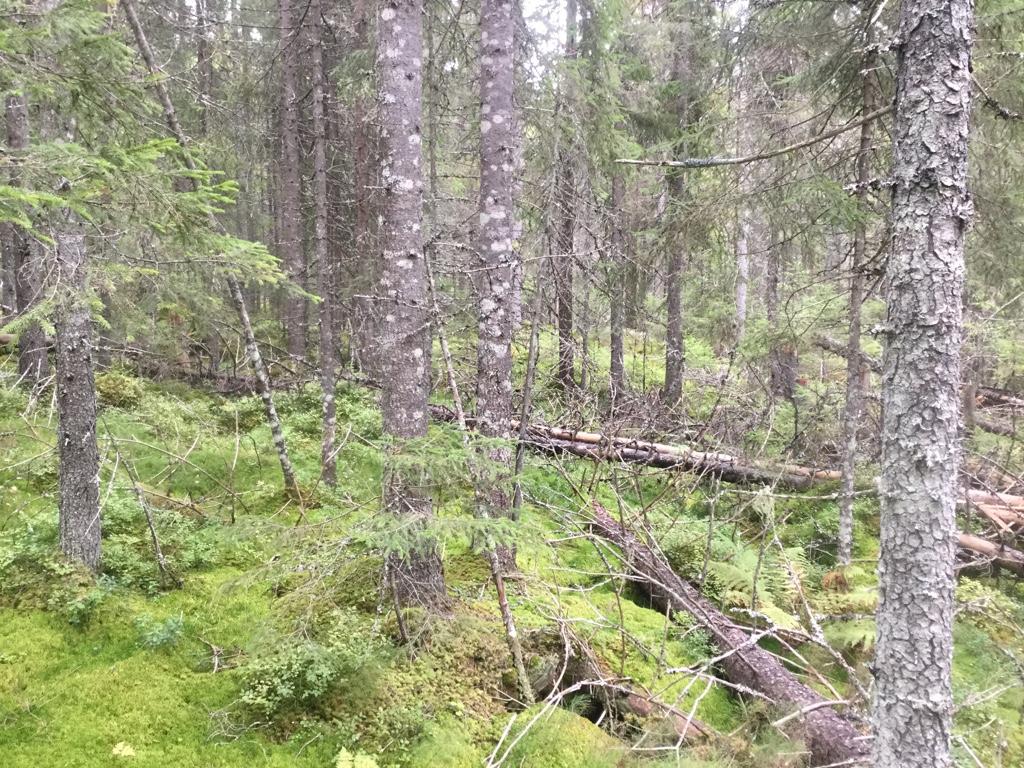 vært et sammenbrudd av tresjiktet.