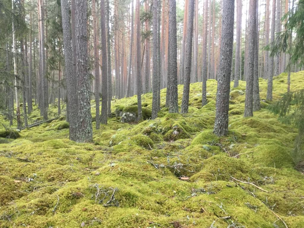 Halvgammel ensaldret furuskog.