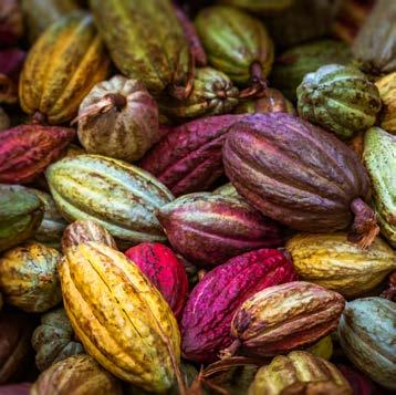 81 Bærekraft Vil gjøre en forskjell for kakao Kakao er en viktig råvare i Orklas sjokoladeprodukter. Vi kjøper årlig inn rundt 10 000 tonn kakao fra små gårder i Vest-Afrika.