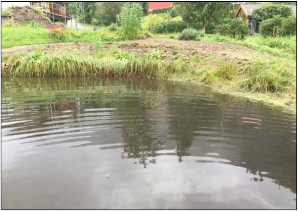 Utan slåtten ville det helst vore høgvaksne og tette belte med strandrøyr på staden, eit miljø som korkje er eigna for pusleplantar eller våtmarksfugl. Foto: Geir Gaarder Figur 8.