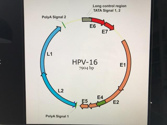 HPV-test Tester på tilstedeværelse av L1 i HPVoverflaten HPV-test detekterer viruskopier over et visst nivå Ved multippel