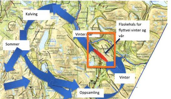 Figur 19. En flaskehals for trekk- og flytting for Saltfjellet reinbeitedistrikt (Nellemann 2015:4).