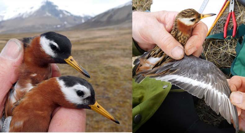 Figur 2. Polarsvømmesnipe, to hunner til venstre og hann til høyre. Legg merke til mørkere hette og sterkere kontraster på hunnfuglene.
