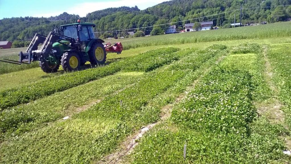 Avpussing om våren: Fjerning av bladmassse / Bedre lysforhold Finne optimalt tidspunkt