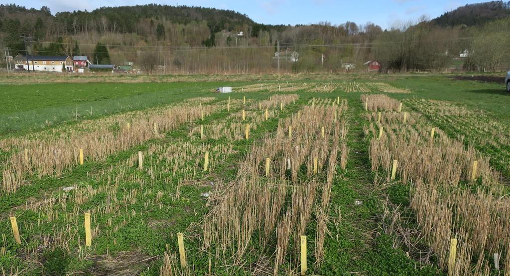 Oversikt over forsøksfeltet som viser at forskjellene i stubbhøyde