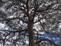 22. juni 2019 Trepleie 2019: Vedtak om felling/trimming av trær og busker Styret legger opp til at man skal ha en større trepleie-runde med 4-5 års mellomrom.