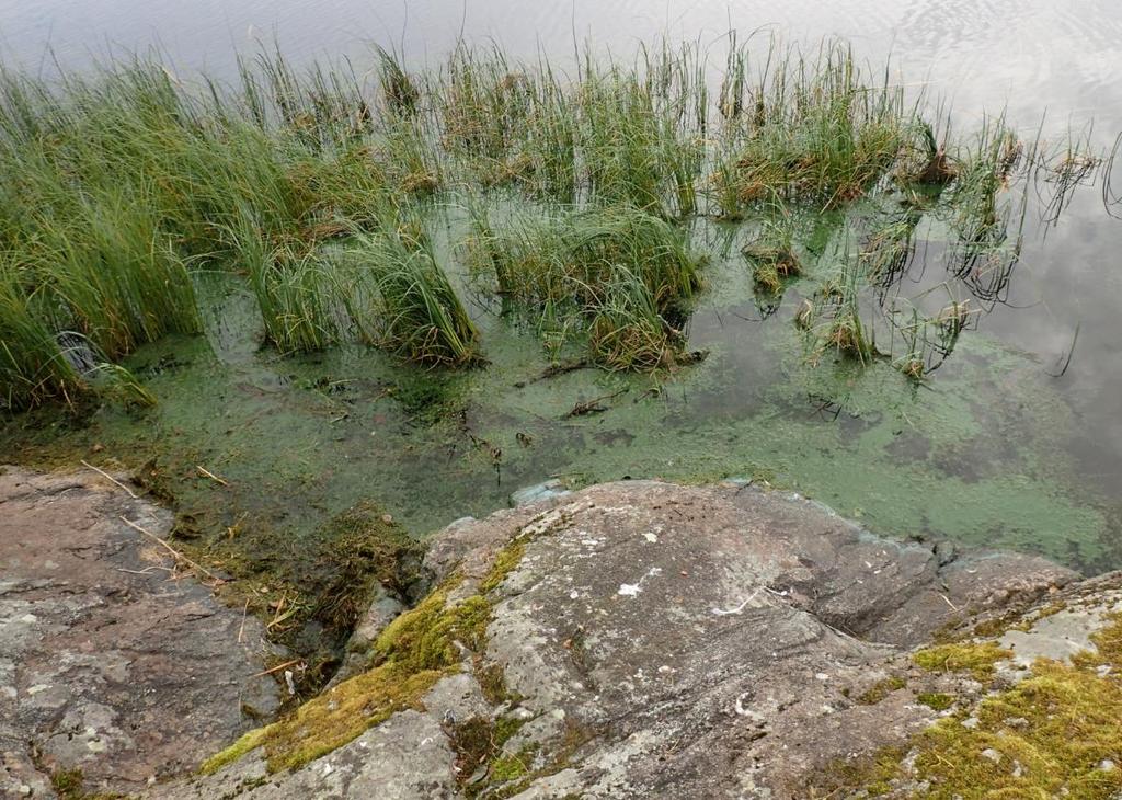 R Blågrønne alger i Langavatnet og Liavatnet i Bergen
