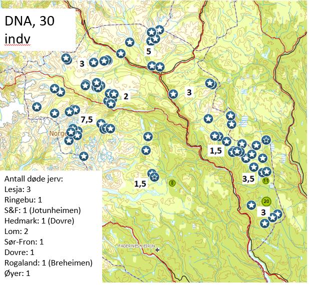 7 Resultater DNA-registering jerv I perioden fra 01.01.2017 15.11.2017 ble det funnet DNA fra 30 jerver i Oppland (fig 1b) 12 av disse individene er døde.