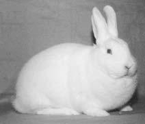 ASIP-mengden varierer veldig i starten av hårsyklusen er det ikke noe ASIP (får mørke hårspisser), så slås ASIP-produksjonen på-og-av flere ganger og dette fører til at kaninene får belter i pelsen.
