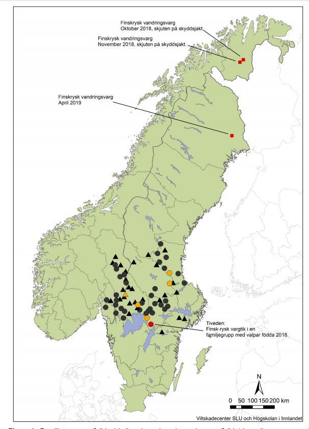 Status ulv i Norge Individ med helnorsk tilhold: 64-66 Begge