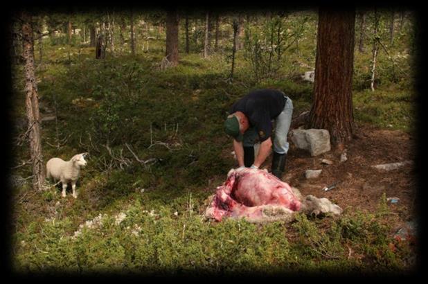 Skadedokumentasjon SNO har ansvaret for den feltmessige faglige vurderingen av skader på bufe og tamrein forårsaket av freda rovvilt.