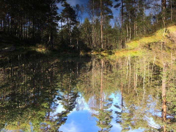 Figur 4: Vegetasjonen rundt og i dammen gjenspeiler den kalkfattige berggrunnen i området. Tusenblad (Myriophyllum alterniflorum) vokser i dammen (15.09.2017).