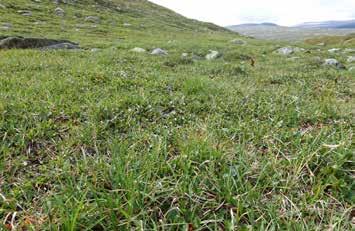 Beiteverdi: Planteproduksjonen i grassnøleia er låg, men beiteverdien er langt høgare enn produksjonen tilseier.
