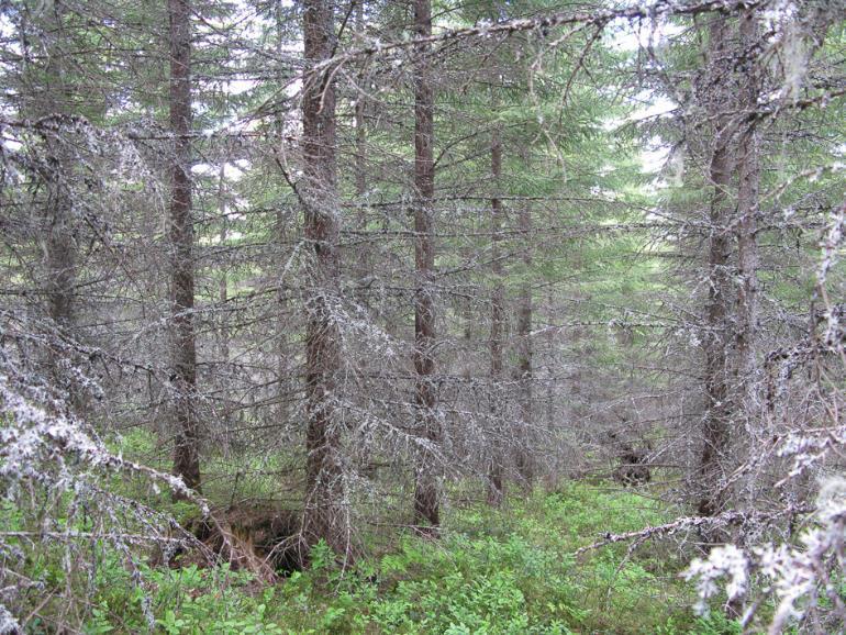 Skogplanteforedling - Skal gi