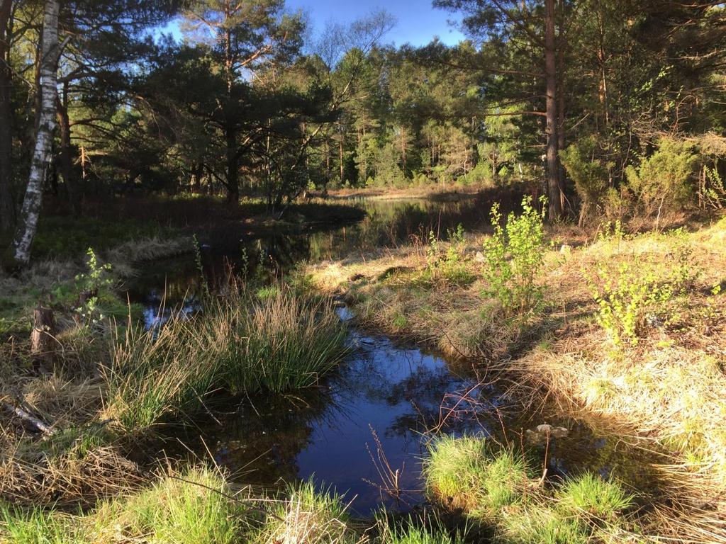 Bakgrunnsprøvepunkt