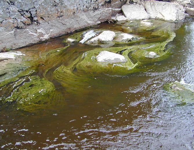 Utslipp fra avløp og jordbruk = eutrofi Fosfor (partikulært, løst) Nitrogen (ammonium, nitrat) Organisk materiale Jordpartikler Algevekst i