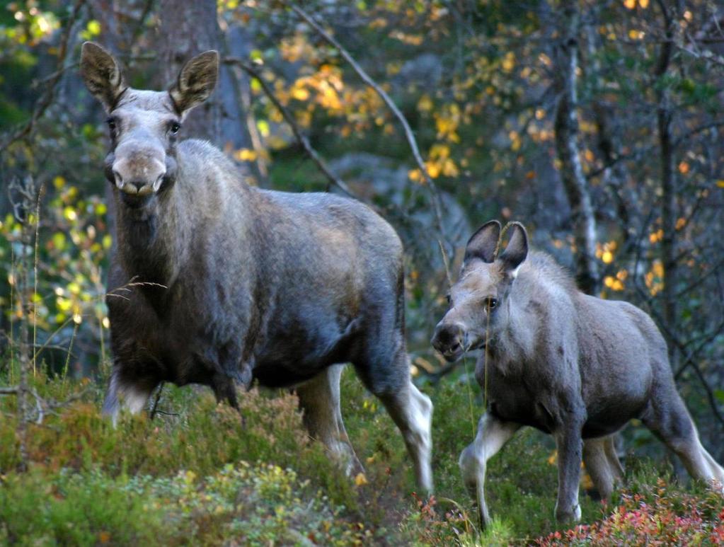 Miljødirektoratet