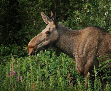 beiteovervåking Landsskogtakseringen (NIBIO) Fokus på: Utvikling i bestandstetthet, kondisjon, reproduksjon og