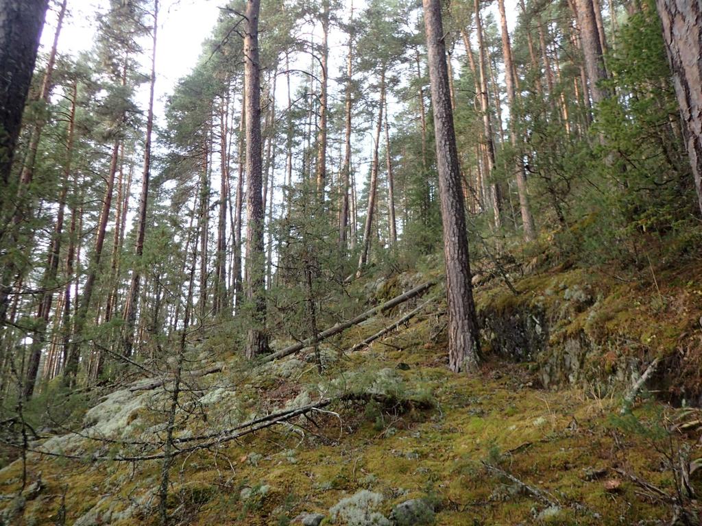 Bilder fra området Grønnvollfoss