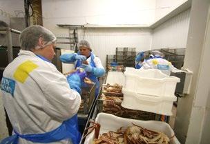 Slapp til Dette var første året Norway Seafoods tok inn den «nye» krabbearten og derfor trengte de ekstra arbeidere. Vi tok det vi kunne få, sier sjefen til ungdommene, Kjetil Persen.