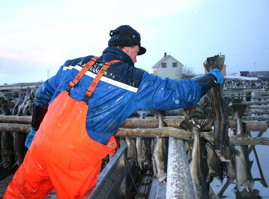 Klok av skade I Ballstad noen kilometer lenger vest lar fiskekjøper Helge Haug være å henge den største fisken på hjell, klok av skade.