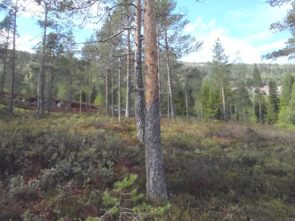 Skogen Beliggenhet og veg atkomster Skogen ligger som del av gårdsteigen og strekker seg et stykke opp lia.