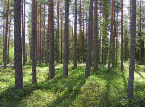 Fra skog til massivtreelement Målt i stående volum er det i Norge i dag dobbelt så mye skog som for hundre år siden.