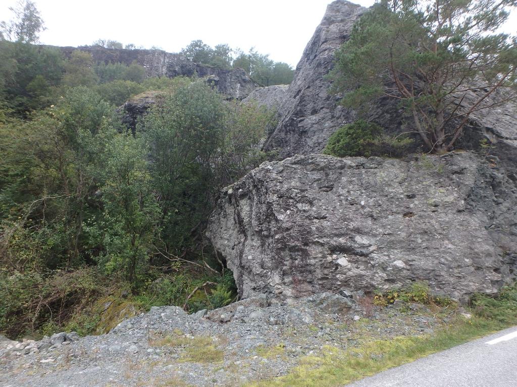 Foto: Geir Gaarder Kraftige eksemplar av randprikklav (VU) på