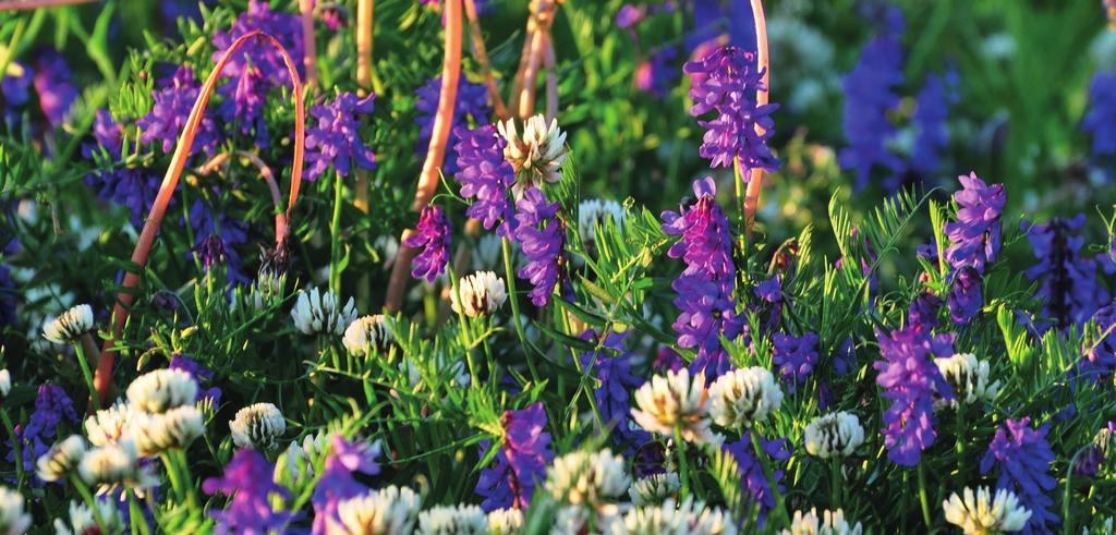 VOL. 4 - NO. 31-2018 Blomsterplanter som fuglevikke (Vicia cracca) og hvitkløver (Trifolium repens) er i tilbakegang fra norske enger.