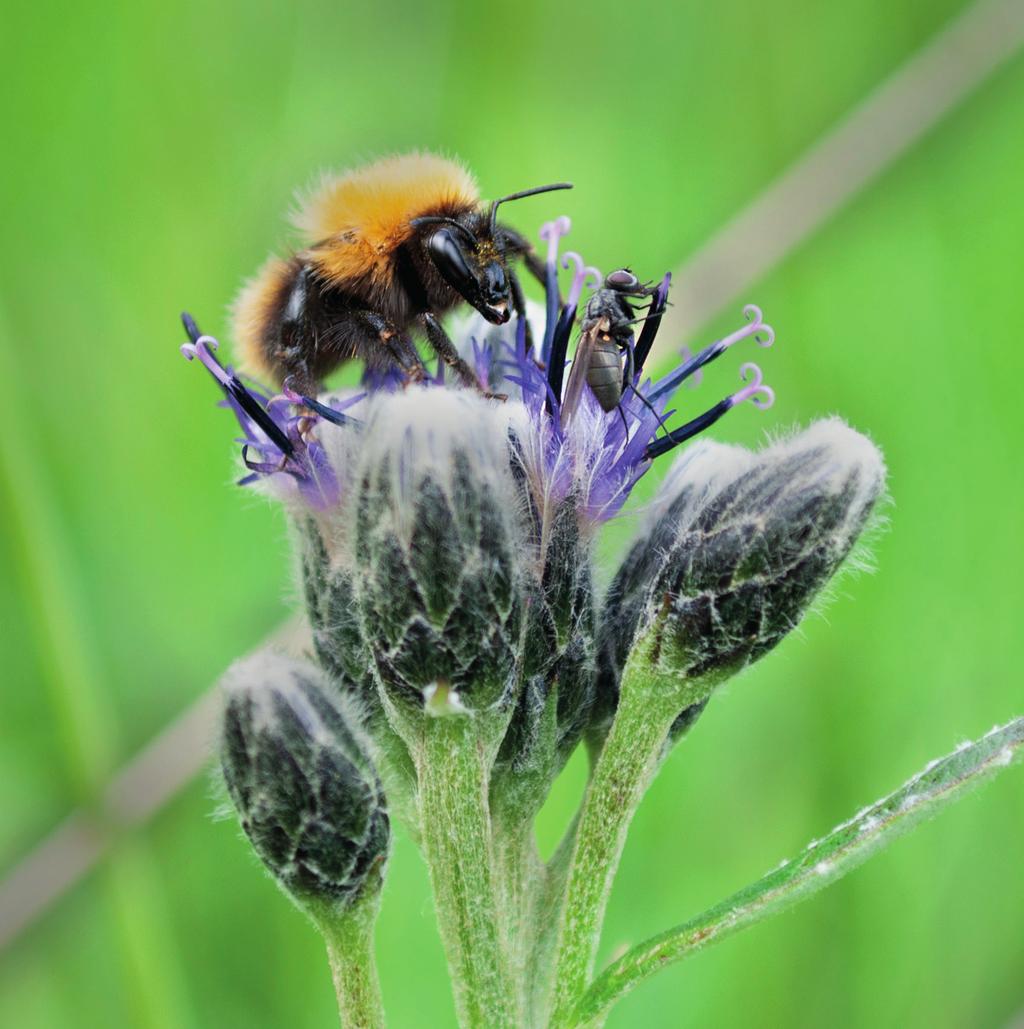 Sterk vaniljelukt tiltrekker mange bestøvende insekter allerede ved tidlig blomstring. Fjelltistel (Saussurea alpina) har vært stabilt til stede i de undersøkte engene.