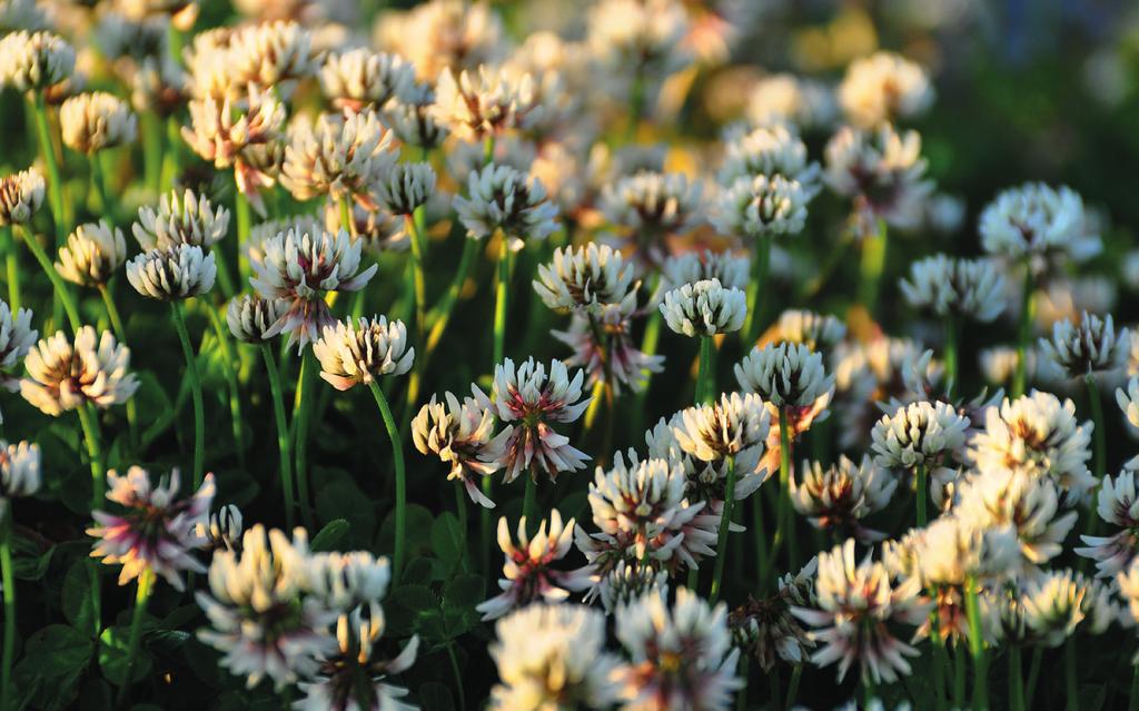 Hvitkløver (Trifolium repens) er én av 25 blomsterplanter som forsvant fra rundt 10% av de 400 undersøkte beiter og villenger. Etter løvetann er dette den nest største nedgangen.