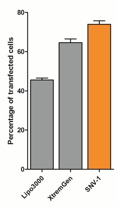 TransfectionofprogenitorHepaRGatday1 % of