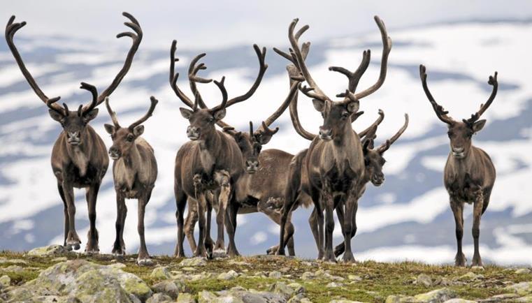 Innhold Skrantesjuke generelt Forbud mot fôring Kartleggingsprogrammet 2019 Elg, hjort og rådyr utenom Nordfjella kommuner med særskilt