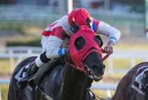 DARK MONEY 57,5 Rafael De Oliveira 2, sk he Alpino Chileno - Dark Pride e Zoukris (Stall Maiann) Livs: 4 0-0-0 26.050 1 GUL/SORT diabolo;gule;sort/gul. Stall Maiann 2017: 4 0-0-0 26.