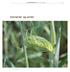 Jord- og Plantekultur 2014 / Bioforsk FOKUS 9 (1) Kornarter og sorter