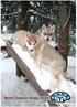 Norsk Siberian Husky Klubb: www.siberian-husky.net Forum for alle som er interessert i Siberian Husky: http://norsksiberianhuskyklubb.ning.