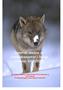 Genetisk analyse av ulveekskrementer i Norge vinteren 2005/2006