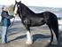 Vedtekter for Norsk Gypsy Cob Forening