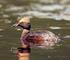 Kartlegging av hekkende horndykker (Podiceps auritus) i Buskerud 2012