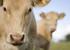NOTAT 2011 8. Regulering for organisering markedsregulering i kjøttsektoren