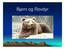 Innhold. Fakta om bjørn Bilete og video av bjørn Spørjeunders. rjeundersøking