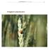 Jord- og Plantekultur 2014 / Bioforsk FOKUS 9 (1) Integrert plantevern