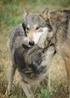 Omgjøring av vedtak - skadefellingstillatelse på ulv i Nes kommune